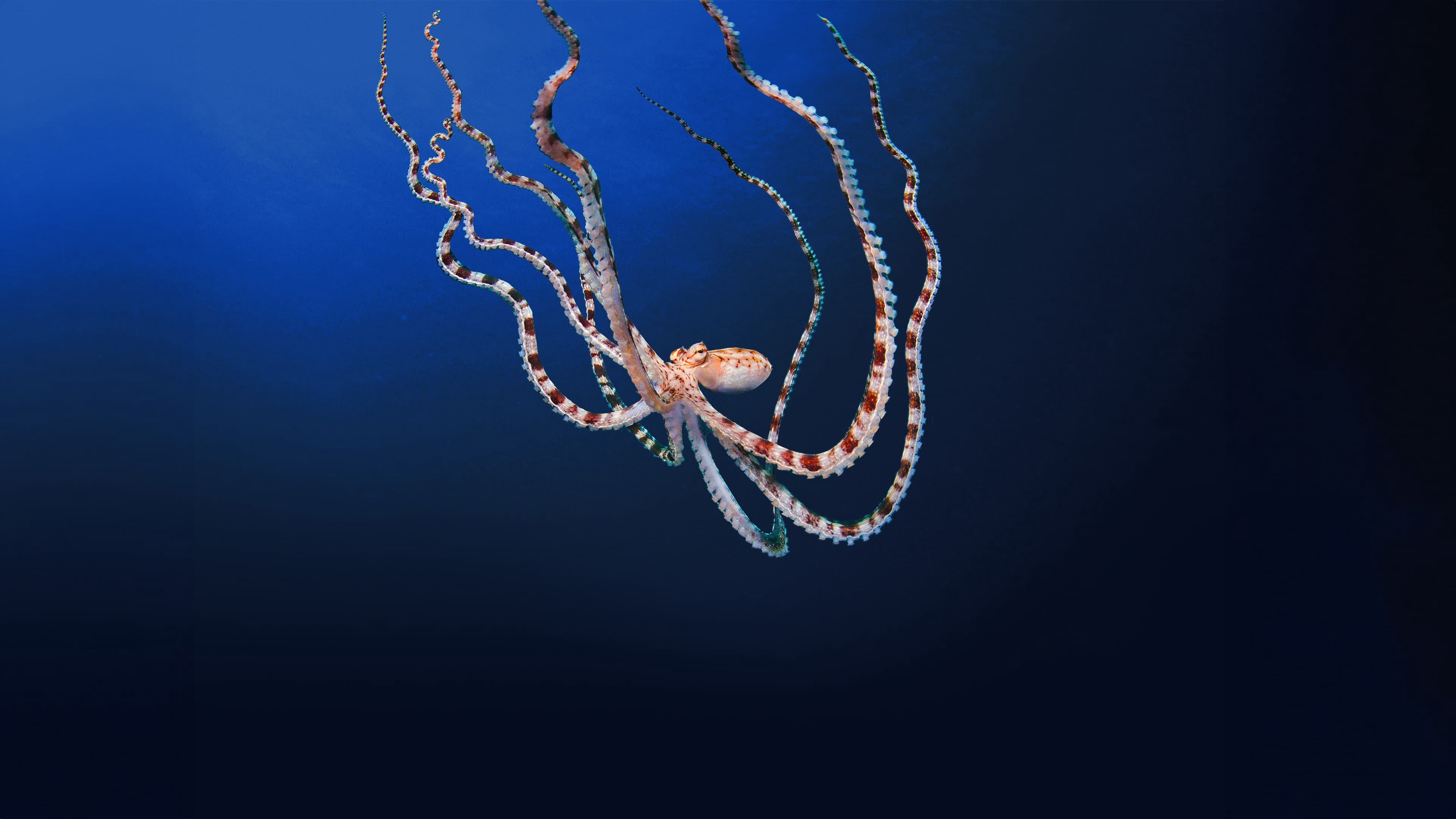 Secrets of the Octopus Vietsub